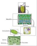 ¿Qué monosacárido obtiene después de la fotosíntesis?