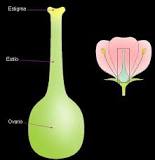 ¿Qué parte de la flor se encuentra el ovario?