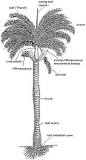 ¿Cómo es el crecimiento de la palmera?
