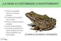 ¿Qué tipo de animal es la rana vertebrado o invertebrado?