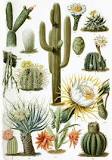 nicho ecologico del cactus