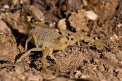 ¿Cuál es el hábitat de los escorpiones?