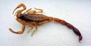 escorpion es vertebrado o invertebrado