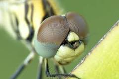 ¿Cómo vive la libélula?
