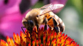 ¿Cuál es el macho de la abeja?