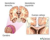 ¿Qué es el órgano más grande del encéfalo y está dividido en dos hemisferios?