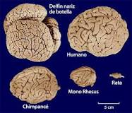 ¿Cuánto mide y pesa el cerebro humano?