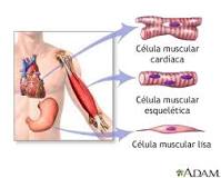 ¿Qué es el tejido muscular y sus partes?