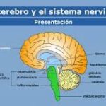 Cerebro: El Centro de Mi Cuerpo