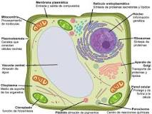 ¿Qué es la célula vegetal y ejemplos?