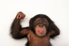 ¿Cuáles son las características de los chimpancés?