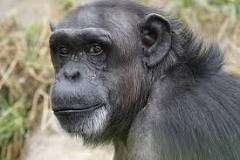 ¿Cuáles son las características de los chimpancés?