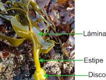 que son las algas y porque no se consideran plantas