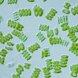 como se alimentan las algas