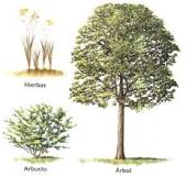 ¿Qué es un arbusto y un árbol?
