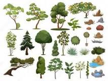 ¿Cómo se diferencian los árboles?