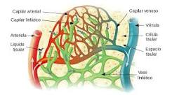 ¿Cuál es la diferencia entre la circulación de la linfa y de la sangre?