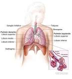 ¿Cómo se llaman todas las partes del sistema respiratorio?