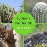 Explorando la Biodiversidad de Puebla