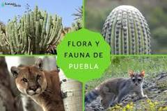 Explorando la Biodiversidad de Puebla - 3 - febrero 22, 2023