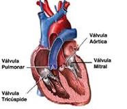 valvula sigmoidea aortica