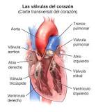 diferencia entre auricula y ventriculo