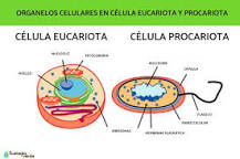 ¿Cuántos organelos celulares hay y cuáles son?