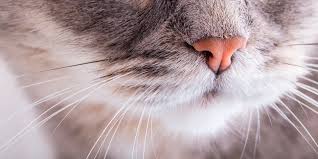 ¿Cómo se dice a los bigotes de los gatos?