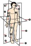 ¿Cuáles son las ventajas de usar la posición anatómica?