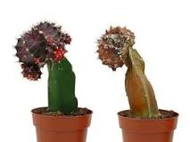 ¿Qué le pasa a los cactus?