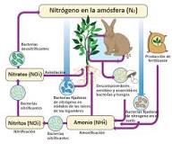 ¿Qué pasaría si en la naturaleza faltarán los descomponedores dentro del ciclo del nitrógeno?
