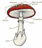 ¿Cuál es la función de los hongos?