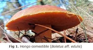 ¿Qué son los hongos beneficios y riesgos?