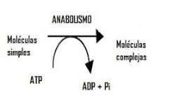 ejemplos de anabolismo
