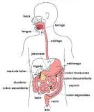 ¿Cuáles son los órganos del aparato digestivo?