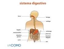 esquema del sistema digestivo