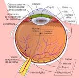 ¿Qué es globo ocular y su función?