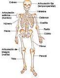 cuantas vertebras tiene el cuerpo humano