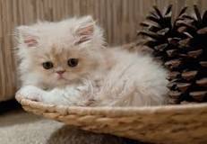 ¿Cómo nace el gato persa?