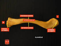 ¿Cuáles son los músculos que se insertan en la clavícula?