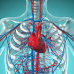 Identificando las Partes del Sistema Circulatorio