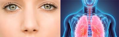 ¿Cuáles son los cuatro sistemas que intervienen durante la respiración?