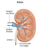 parte interna y hueca del riñón