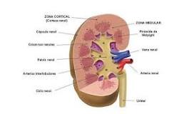 ¿Cómo se llama la parte interna y hueca del riñón?