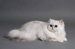 ¿Cómo saber si un gato persa es de raza pura?
