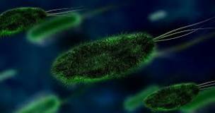 ¿Qué son las arqueobacterias ejemplos?