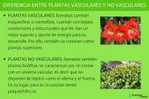 ¿Cuáles son las principales características de las plantas vasculares?