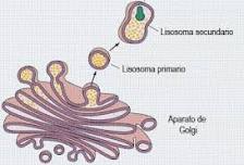 ¿Cuáles son los lisosomas secundarios?