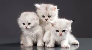 ¿Cómo nace el gato persa?