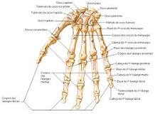 ¿Cuántos huesos tenemos en la mano y cómo se llaman?